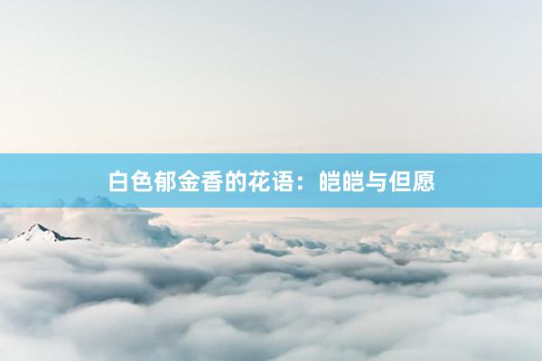 白色郁金香的花语：皑皑与但愿